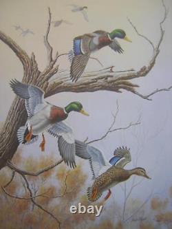 Dave Chapple Autumn Mist Mallard Duck Limited Edition Art Print